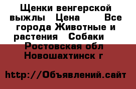 Щенки венгерской выжлы › Цена ­ 1 - Все города Животные и растения » Собаки   . Ростовская обл.,Новошахтинск г.